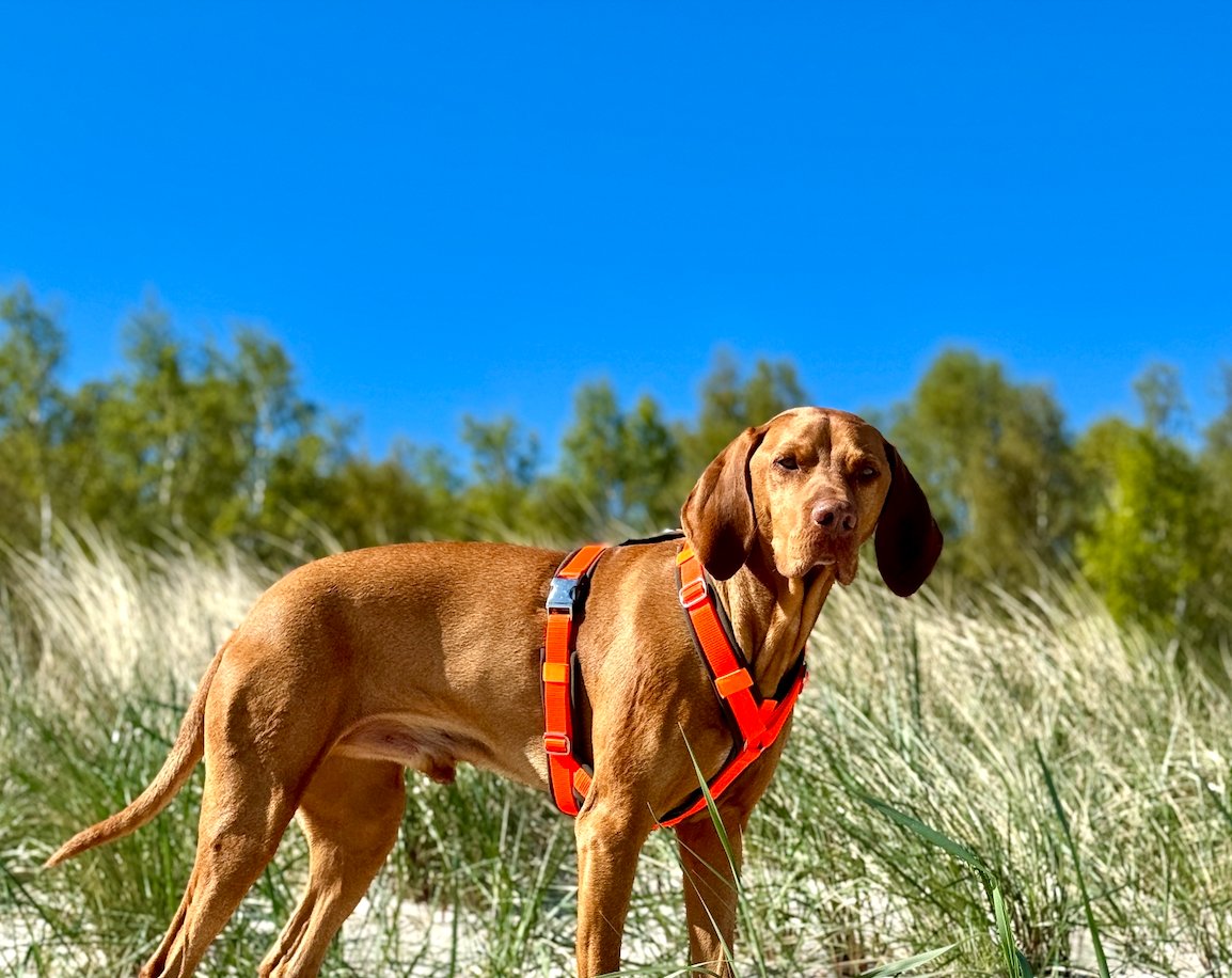 ScandiPaws Hundegeschirre - Sommerkollektion 2025