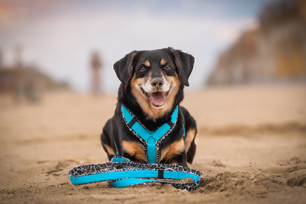 ScandiPaws Hundegeschirre - stylische Designs