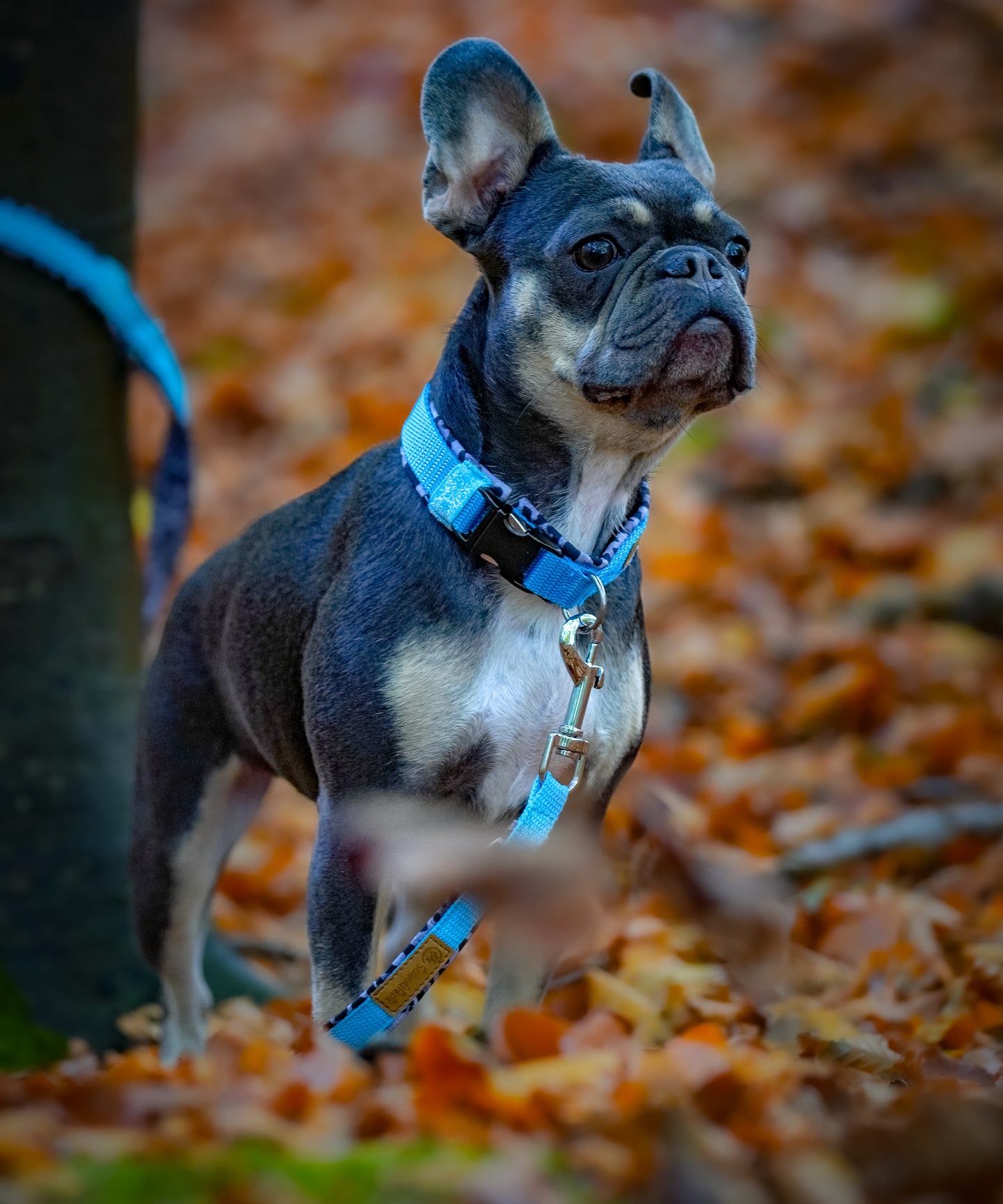 Halsband für Hunde aus Softshell von ScandiPaws