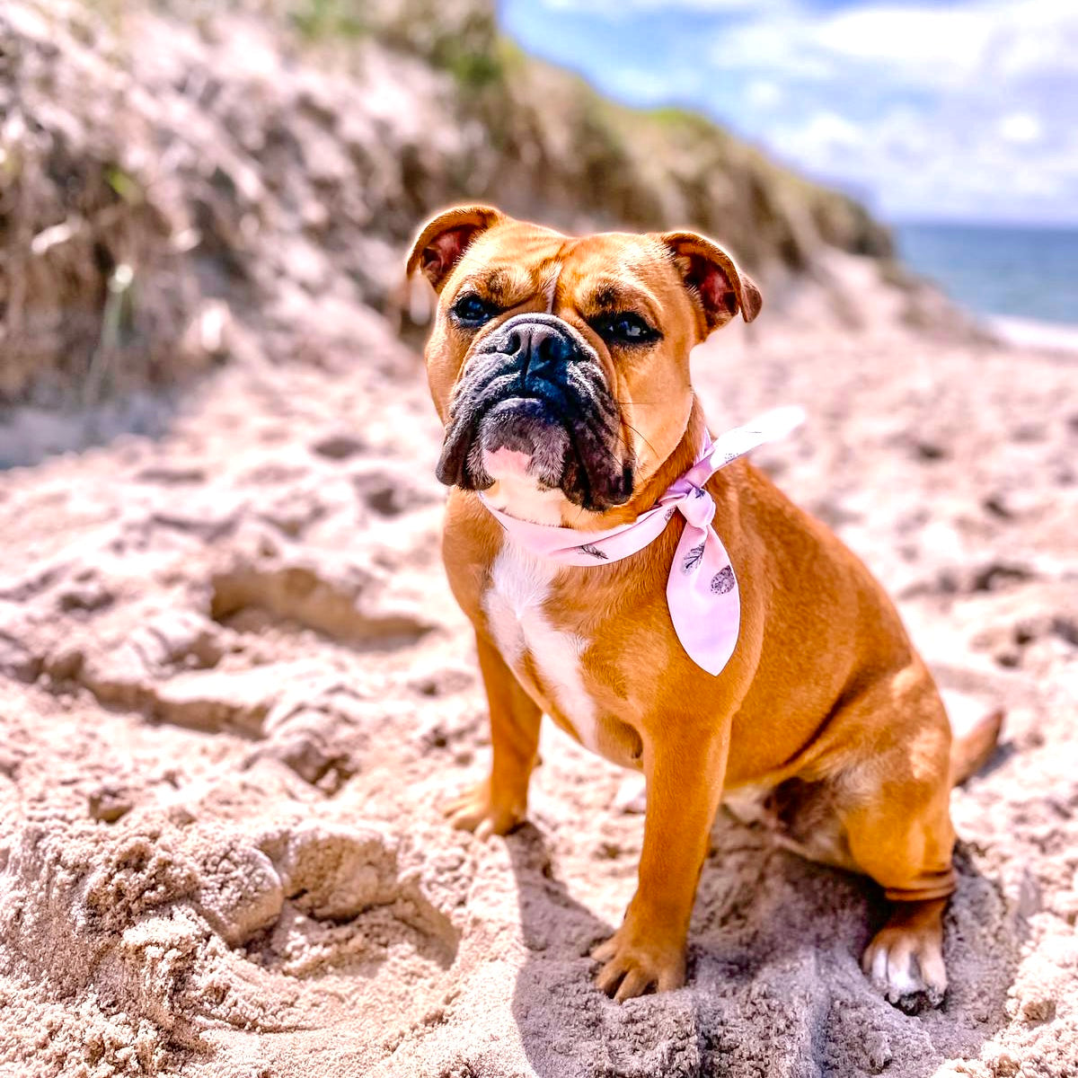 ScandiPaws Hunde Halsschleife "Rose Feather"