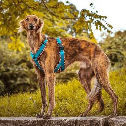 Hundegeschirre Windhunde Maßanfertigung von ScandiPaws