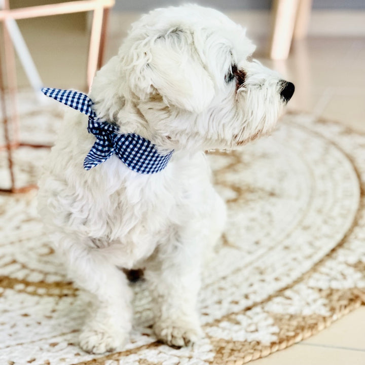 Hundeschleife für Hunde von ScandiPaws blau caro