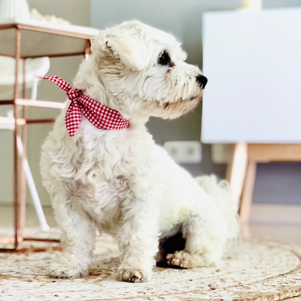 Hundeschleife für Hunde von ScandiPaws 