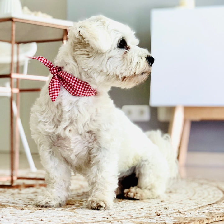 Hundeschleife für Hunde von ScandiPaws 