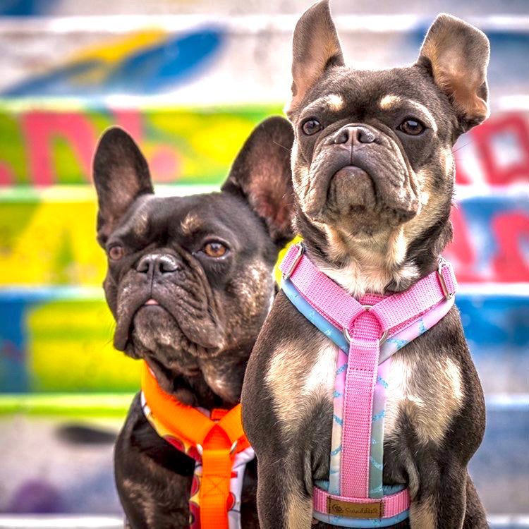Hundegeschirr für Bulldoggen von ScandiPaws