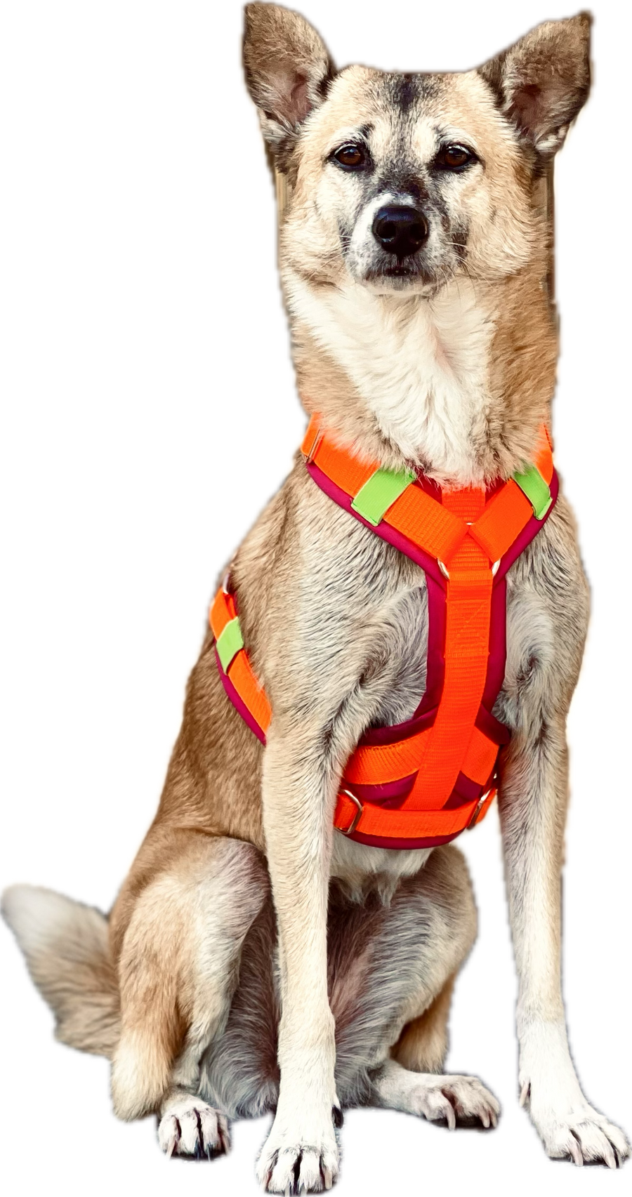 Hundegeschirr designen