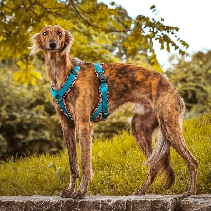 Hundegeschirr für Windhunde von ScandiPaws