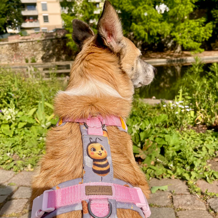 Bienchen 🐝 Hundegeschirr