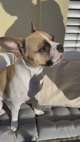 ScandiPaws Hunde Halsschleife "Blue Feather"