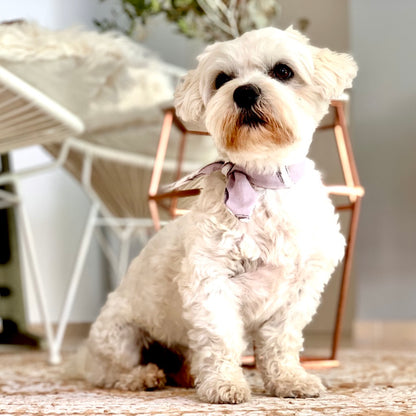 ScandiPaws Hunde Halsschleife "Purple Love"