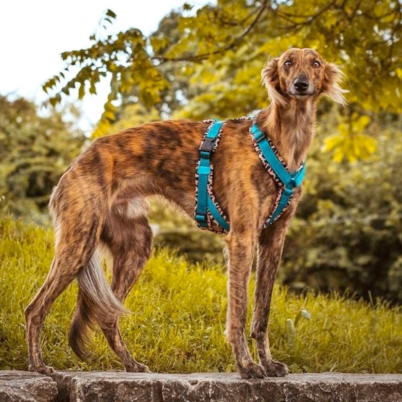 Hundegeschirr Windhund von ScandiPaws