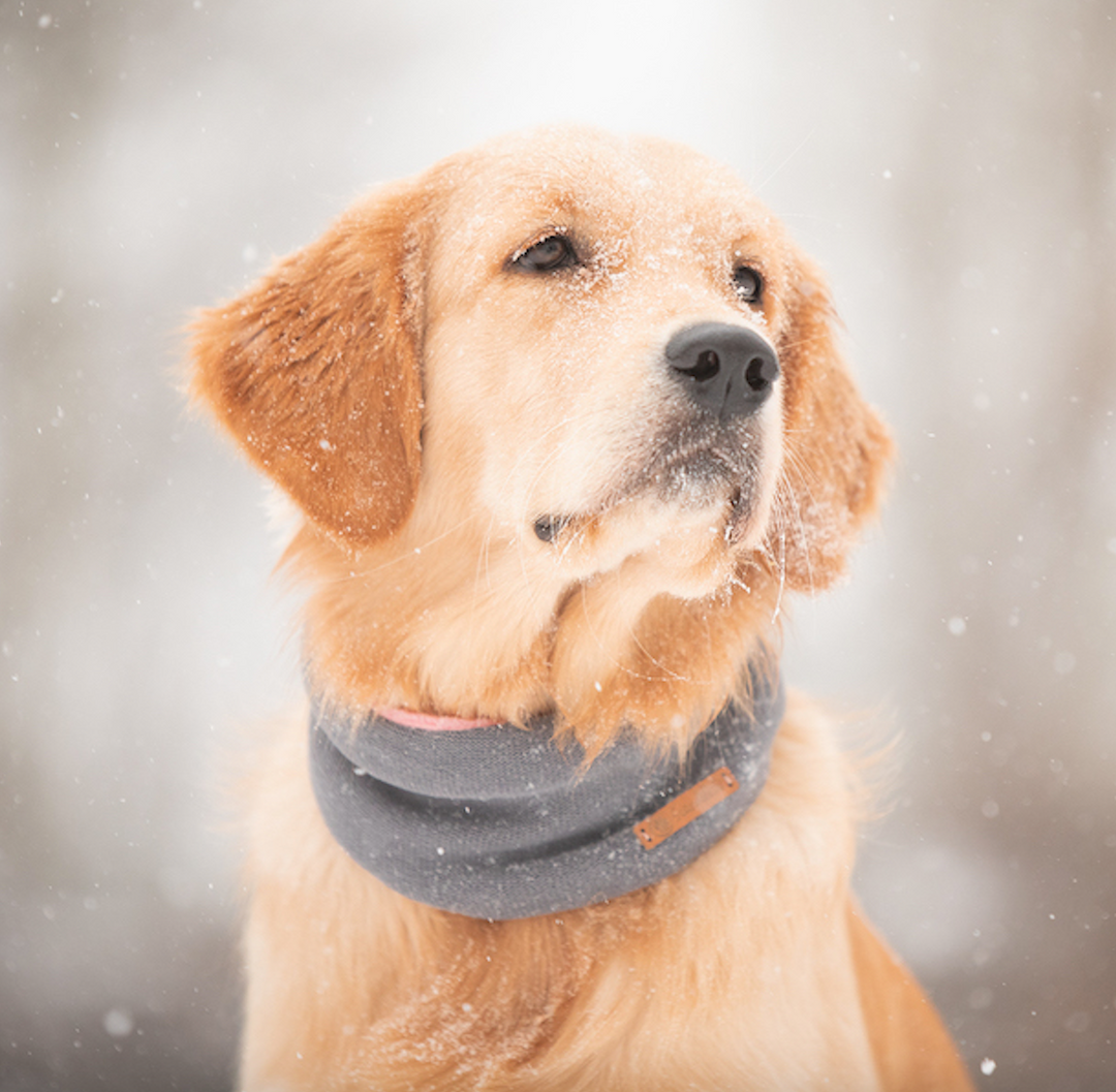 Hundeschal Mrs. Grey in Grey von ScandiPaws